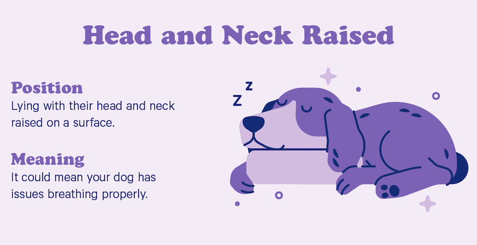 10 Dog Sleeping Positions + Their Adorable Meanings - Casper Blog