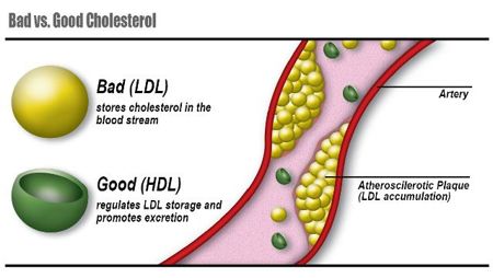 Cholesterol: Is It Good Or Bad?