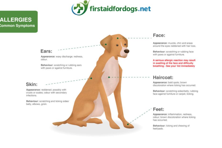 Allergies In Dogs - First Aid For Pets