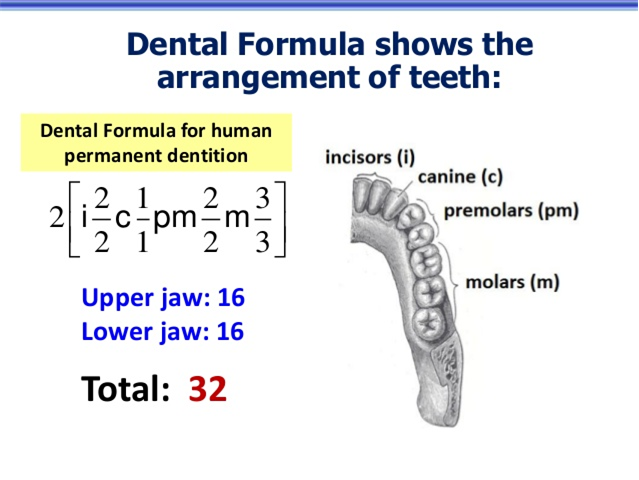 What Is The Dental Formula For Permanent Teeth Explained