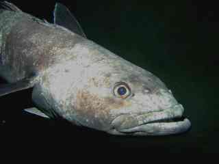 Antarctic Toothfish - Wikipedia