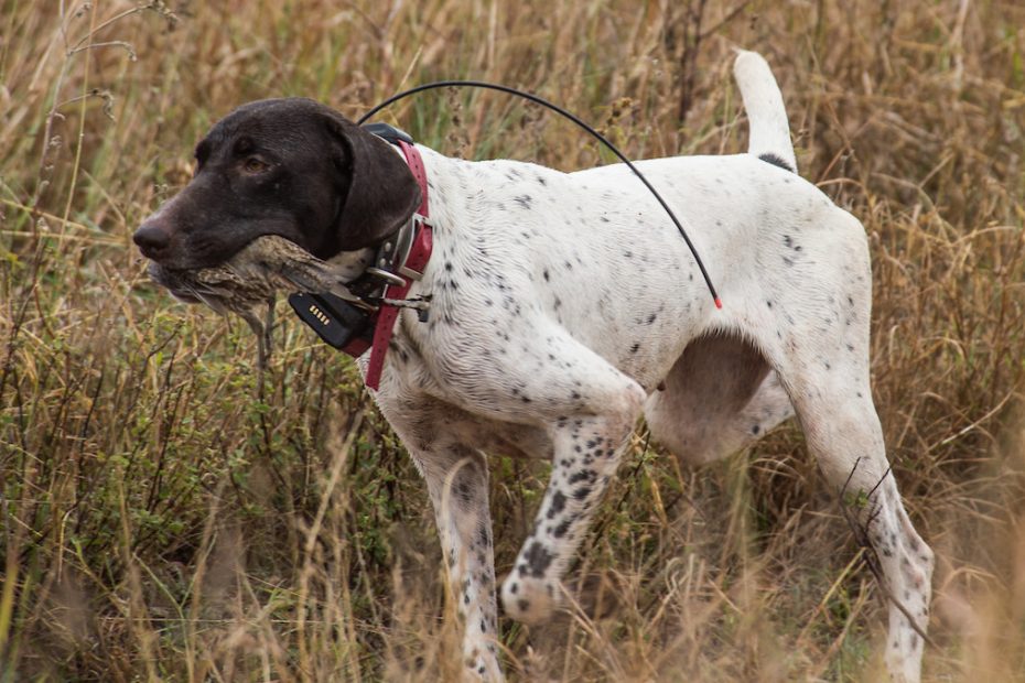 Is Tail Docking Painful To Puppies? Uncovering The Truth