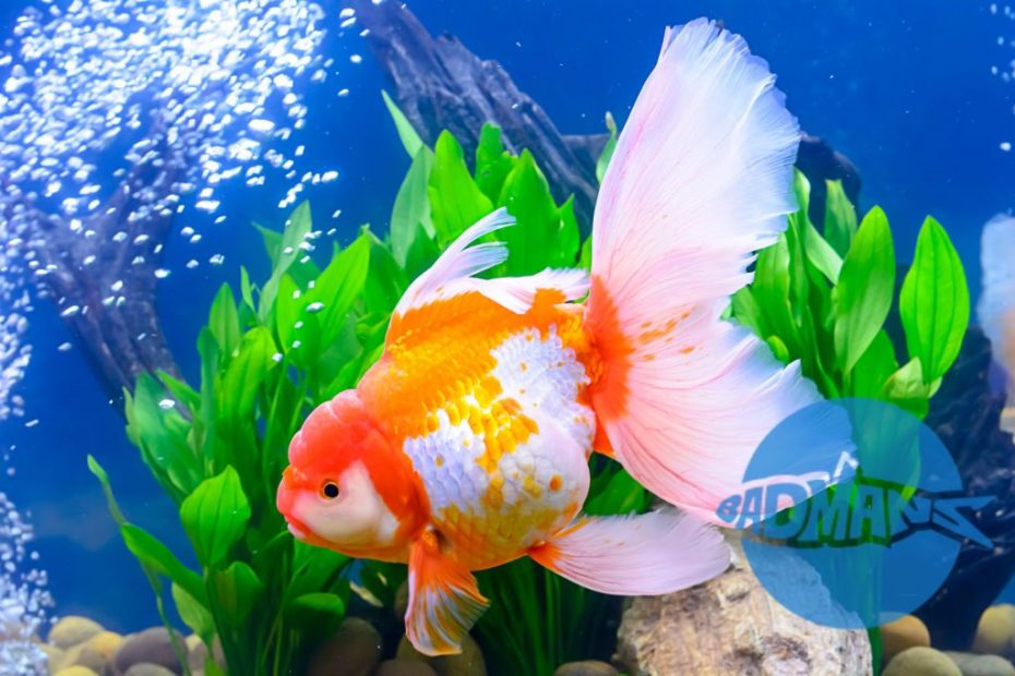 Do Goldfish Need A Bubbler In Their Tank?