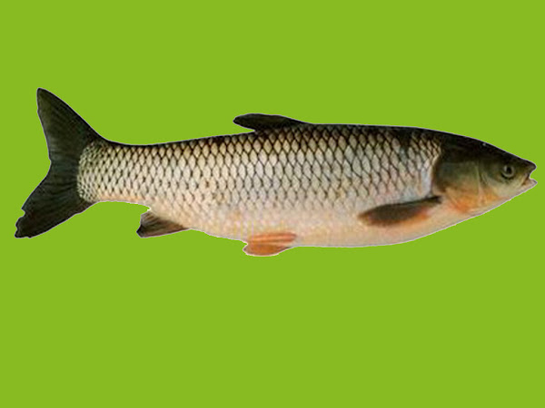 Grass Carp Fish: Characteristics, Diet, Uses, Facts