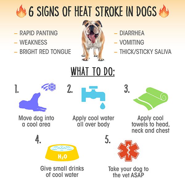 What Happens When A Dog Gets Overheated: Signs And Solutions