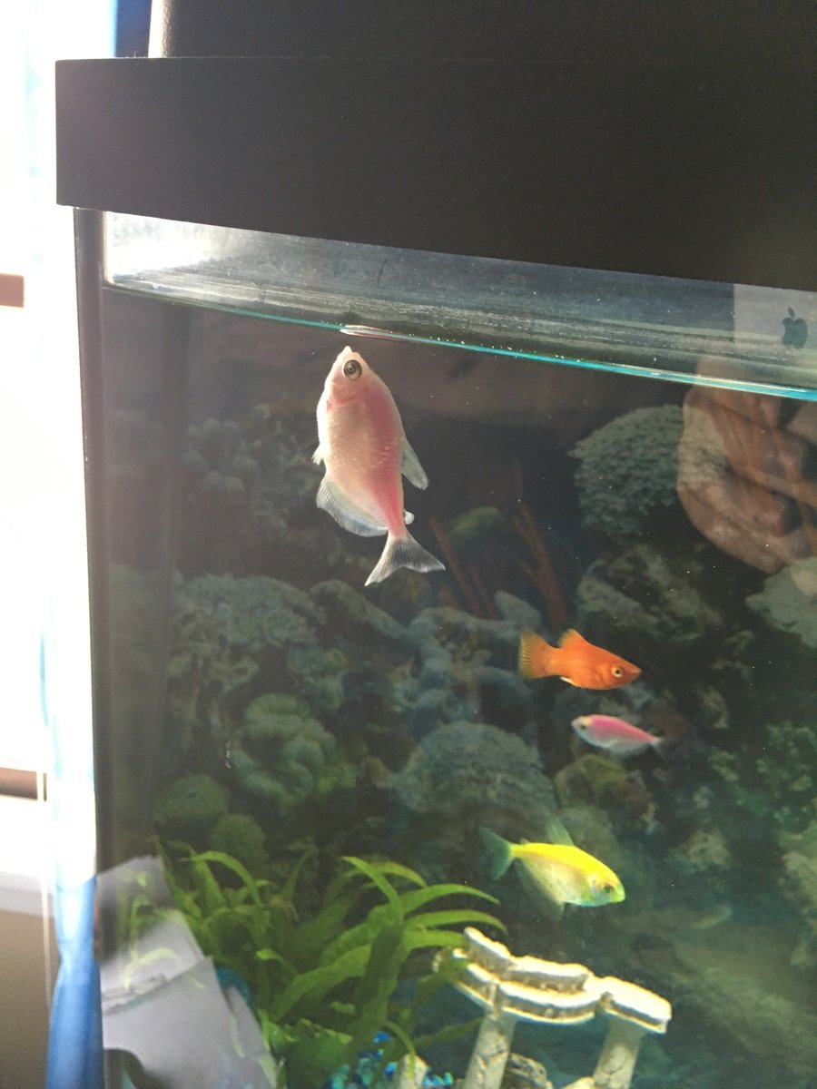 Fish Swimming Almost Vertical | My Aquarium Club