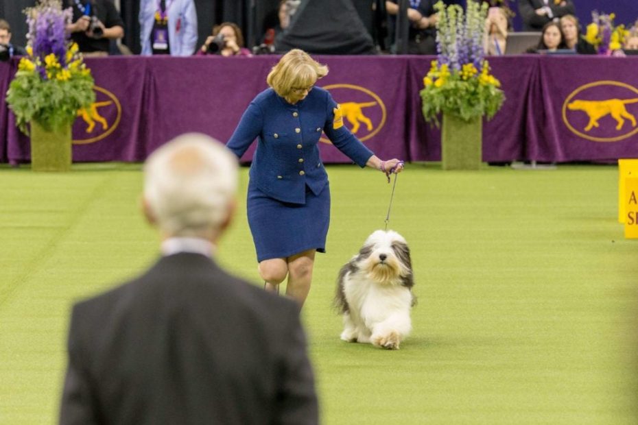 Judgment Day: How Does Someone Become A Dog Show Judge? – American Kennel  Club