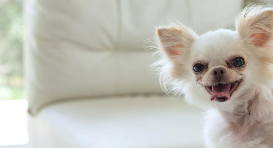 Why Do Chihuahuas Get Angry - Wag!
