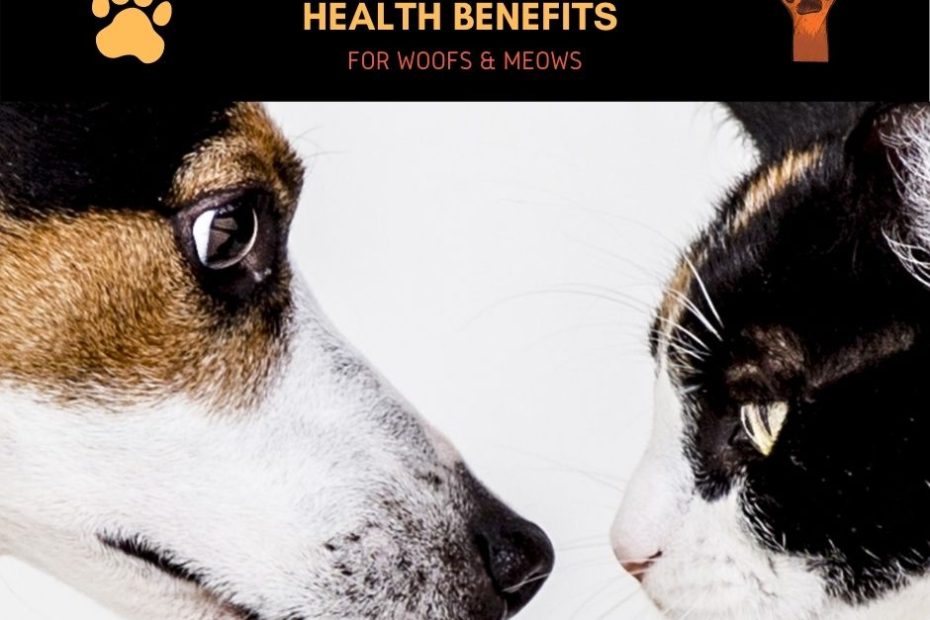 Diatomaceous Earth Benefits For Pets