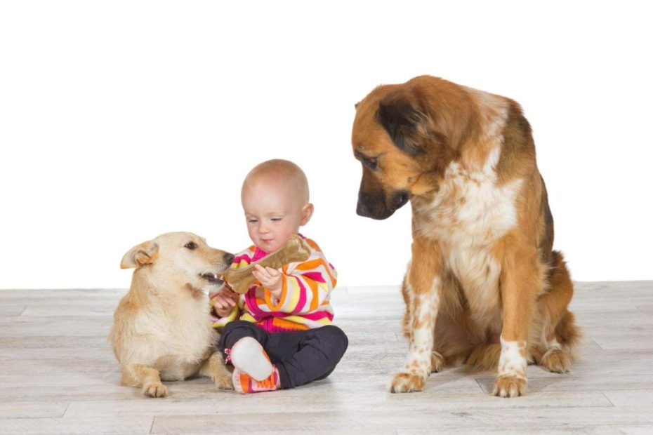 Do Dogs Get Jealous? | Dog Behavior | Cesar'S Way