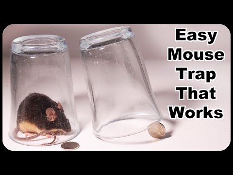 Glass And Coin Mouse Trap - Easy Mouse Trap That Works! Mousetrap Monday -  Youtube