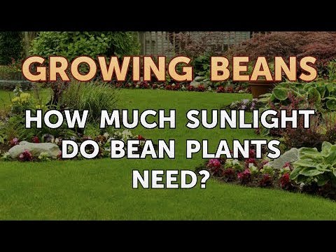 How Much Sunlight Do Bean Plants Need? - Youtube