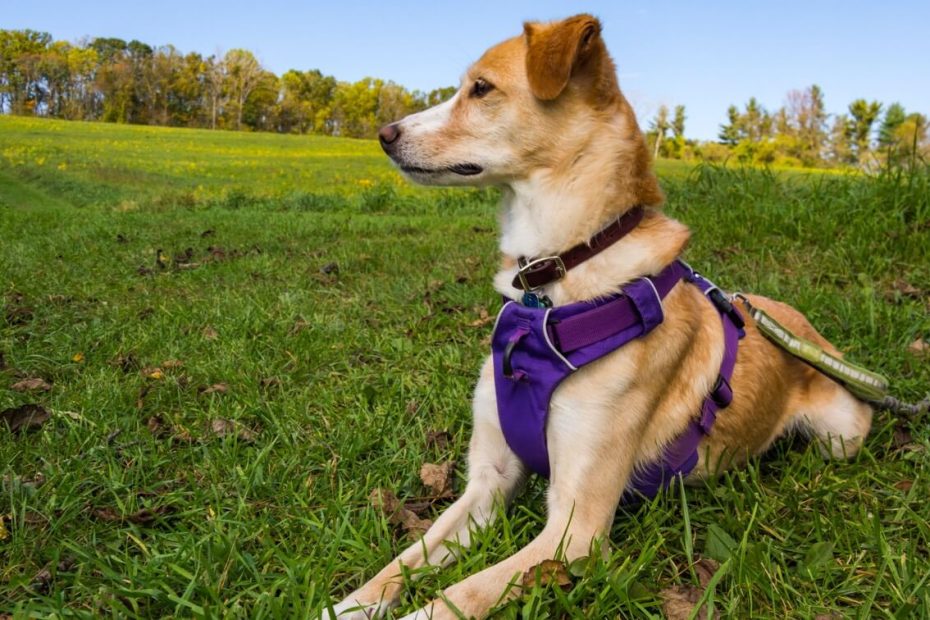 Types Of Dog Harnesses & How To Choose One | Zoetis Petcare