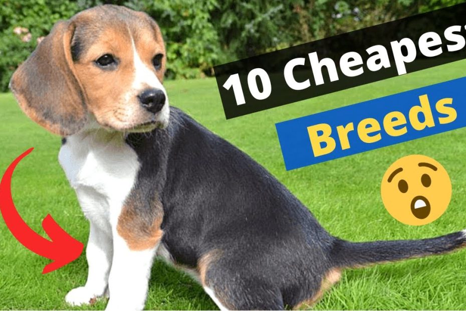 10 Most Cheapest Dog Breeds On This Planet 🐶😲 - Youtube