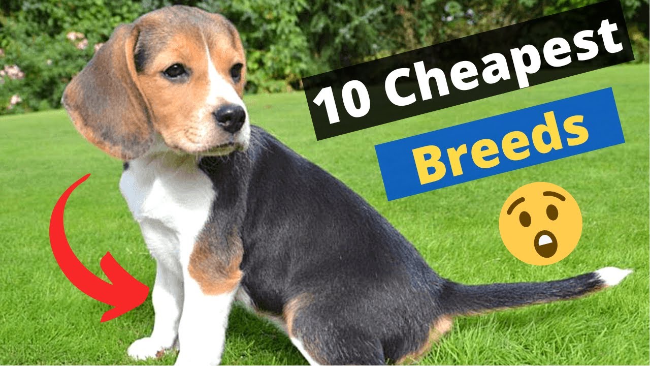 10 Most Cheapest Dog Breeds On This Planet 🐶😲 - Youtube