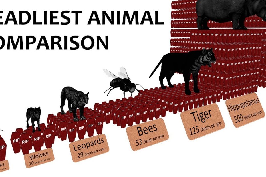 Deadliest Animal Comparison: Probability And Rate Of Death - Youtube