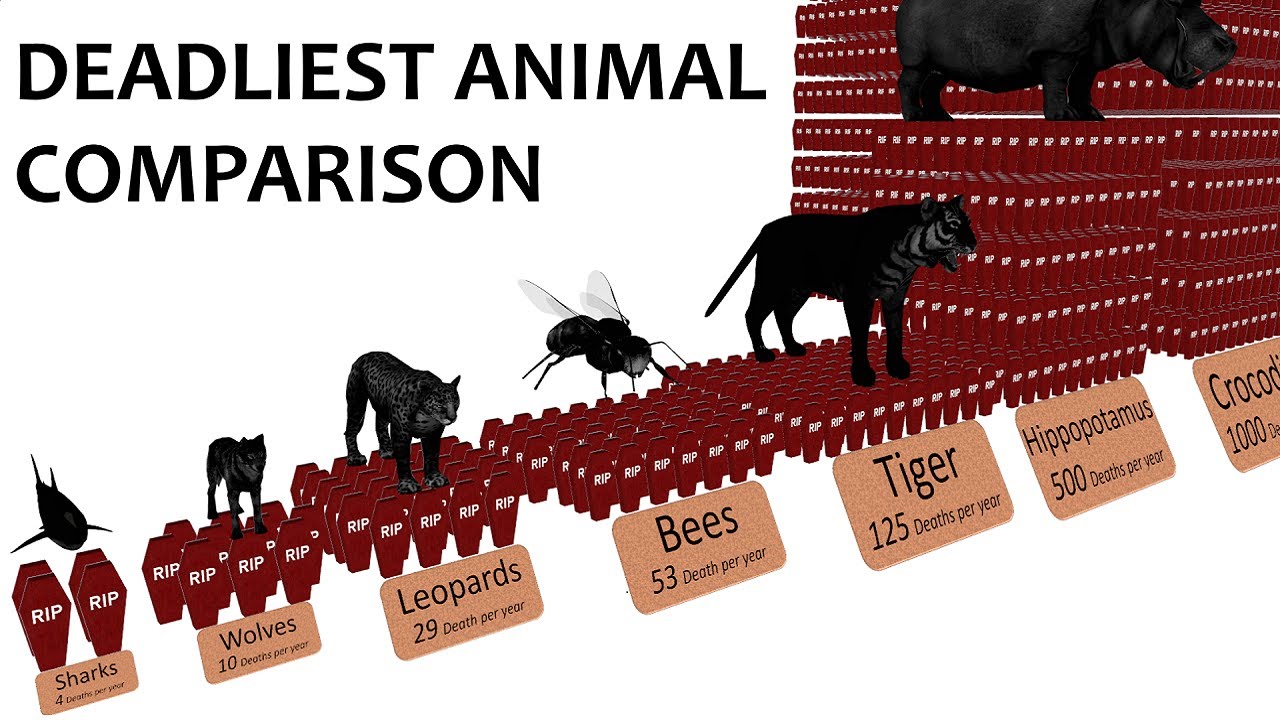 Deadliest Animal Comparison: Probability And Rate Of Death - Youtube