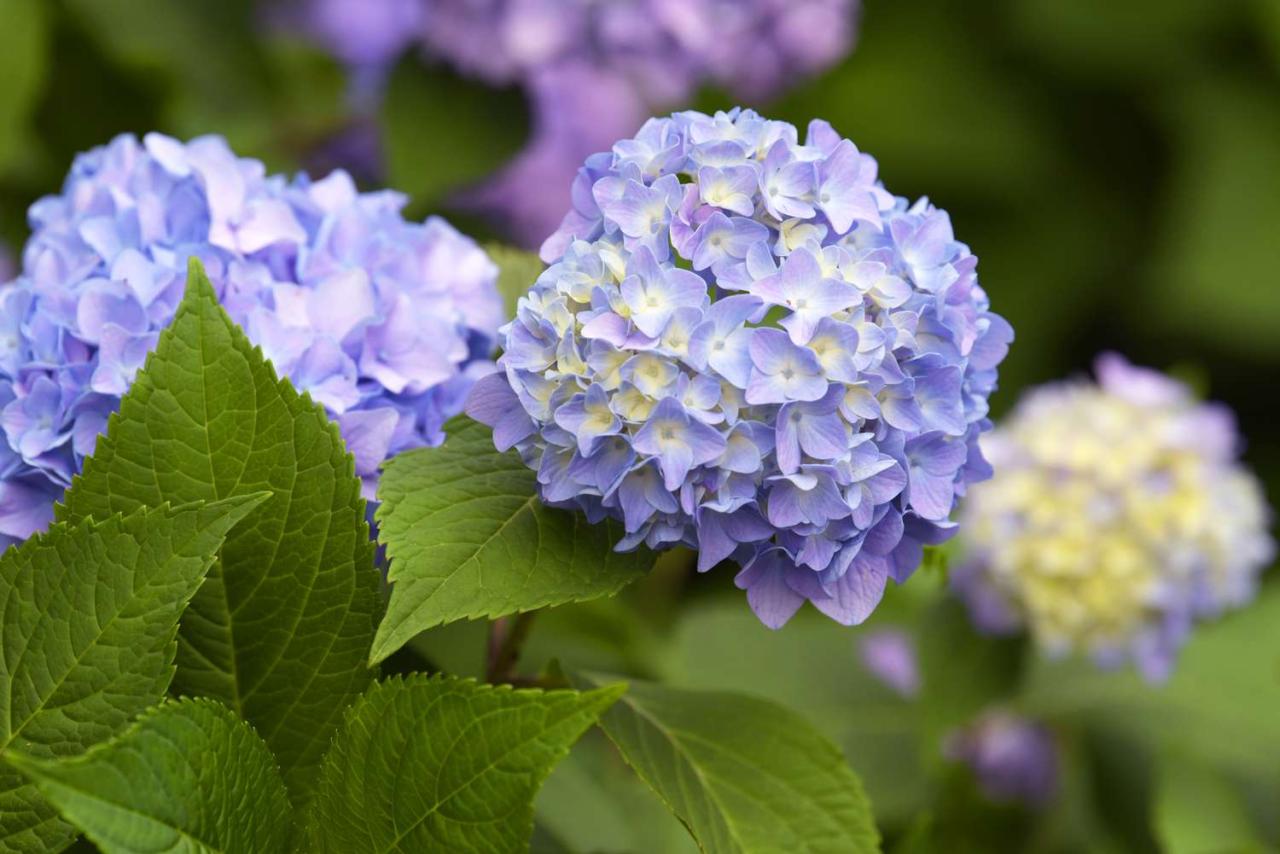 What Are The Puffy Flowers Called: Unveiling Their Enchanting Names