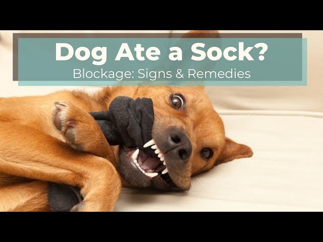 Dog Eats A Sock: Obstruction Signs And 3 Remedies - Youtube