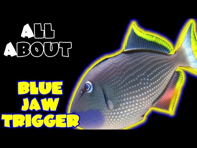All About The Blue Jaw Triggerfish Or Blue Throat Triggerfish - Youtube