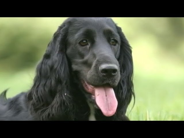 Prince William And Kate Middleton Adopt New Puppy Cocker Spaniel, Name It  'Lupo' - Youtube