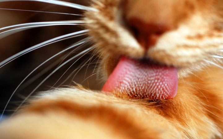 Why Are Cats' Tongues Rough? | Wonderopolis