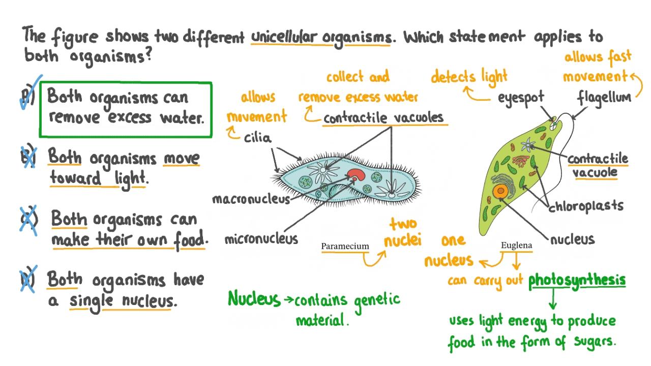 Question Video: Identifying The Common Features Of Two Unicellular  Organisms | Nagwa