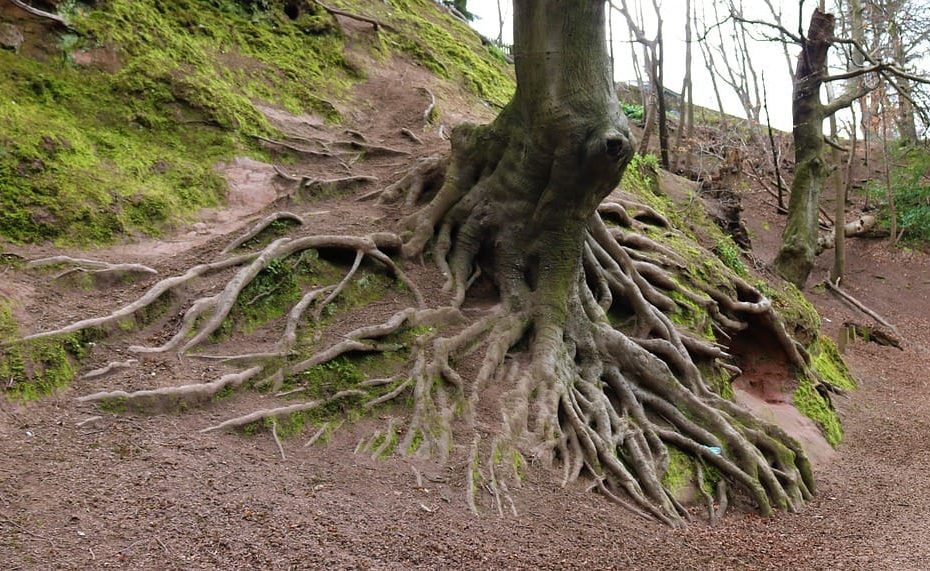 How Do Tree Roots Grow? | Research | Nate'S Nursery